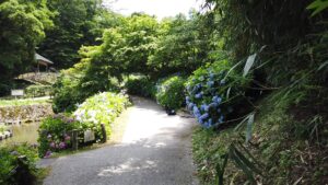 卯辰山花菖蒲園