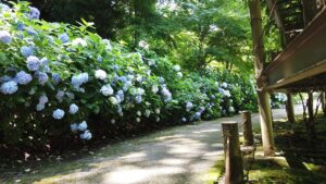 紫陽花と花菖蒲が一緒に楽しめる卯辰山花菖蒲園