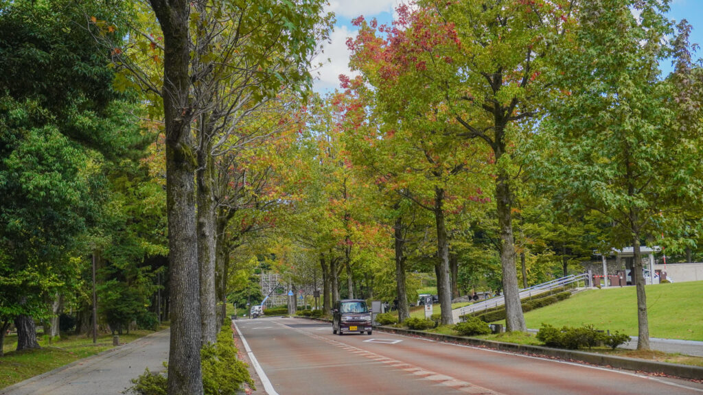 10月上旬のアメリカ楓通り